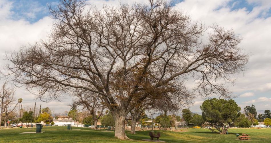 Valley Glen Park 24